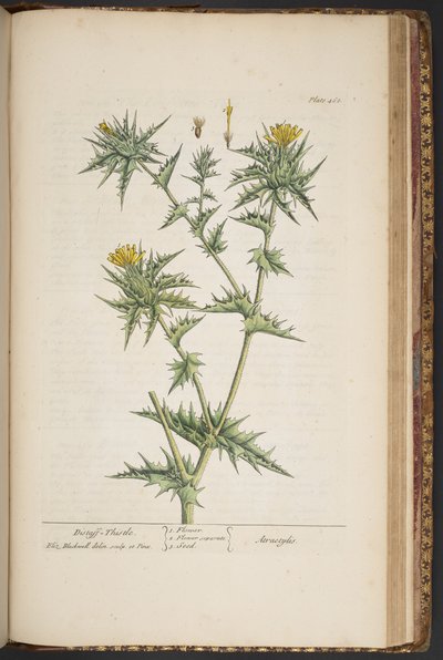 Plate 468, from 