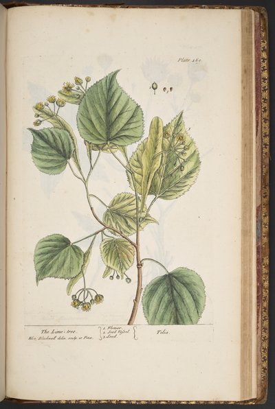 Plate 469, from 