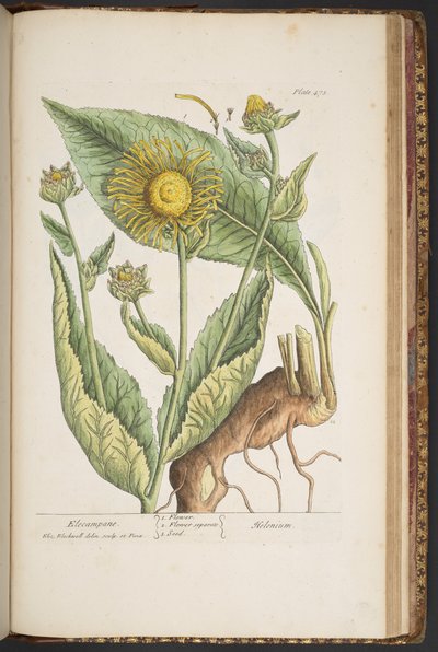 Plate 473, from 