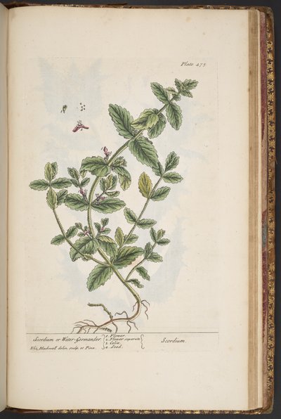 Plate 475, from 