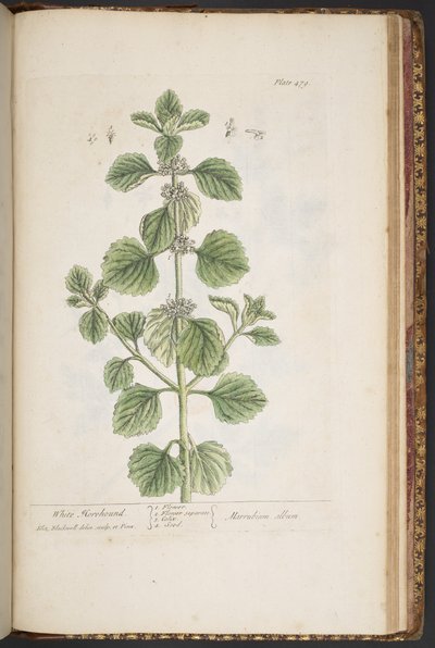 Plate 479, from 