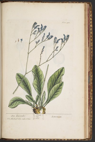 Plate 481, from A Curious Herbal by Elizabeth Blackwell