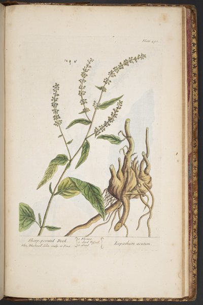 Plate 491, from 