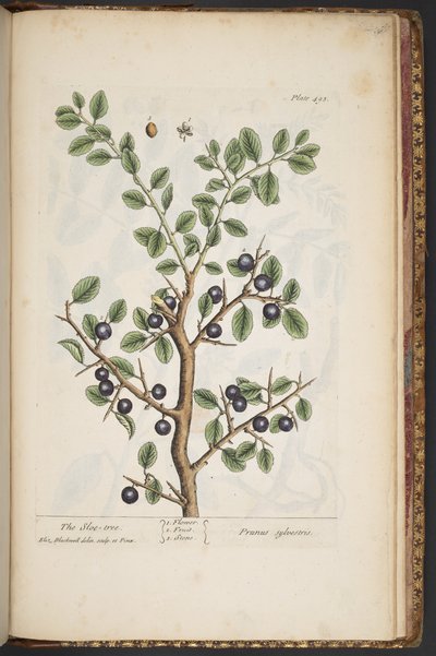 Plate 493, from 