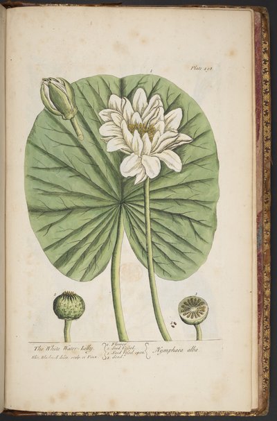 Plate 497, from 