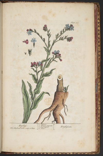 Plate 499, from 