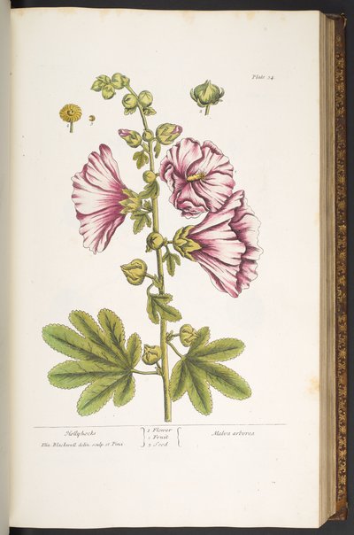 Plate 54, Hollyhocks, from 