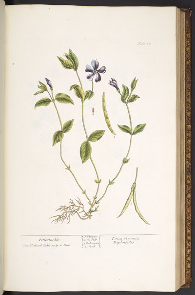 Plate 59, Periwinkle, from 