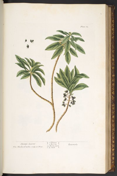 Plate 62, from 