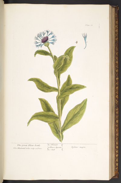 Plate 66, from 