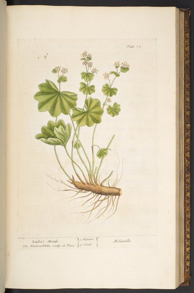 Plate 72, from 