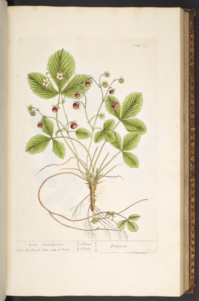 Plate 77, from 