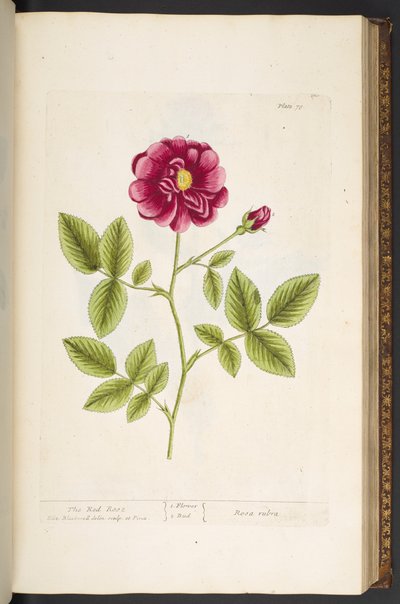 Plate 78, from 