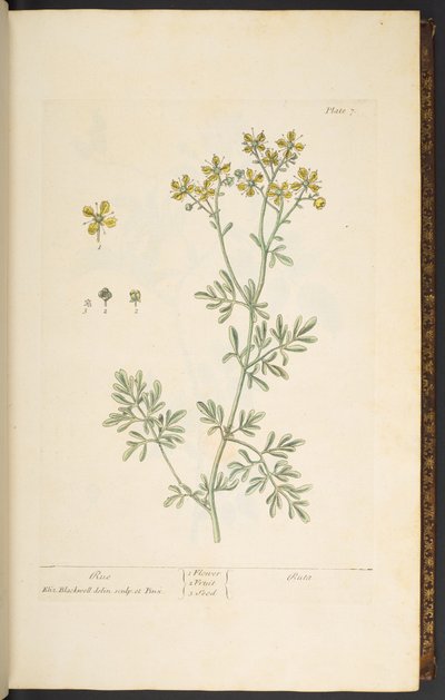 Plate 7, Rue, from 