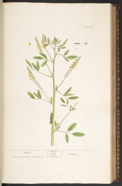 Plate 80, from 