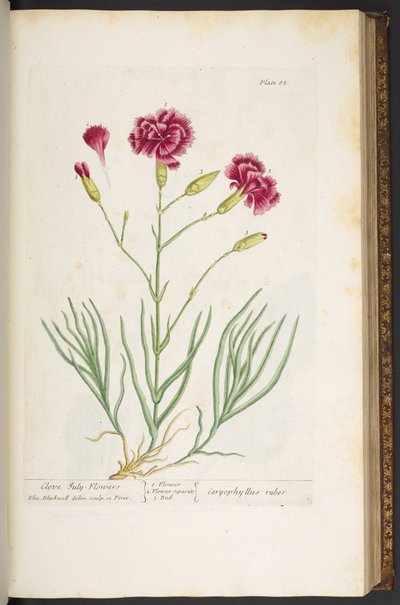 Plate 85, from 