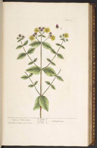 Plate 94, from 