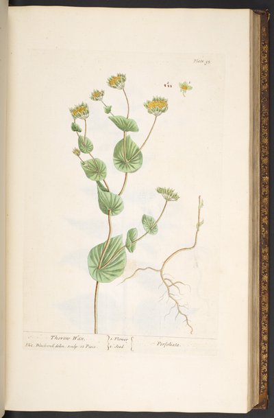 Plate 95, from 