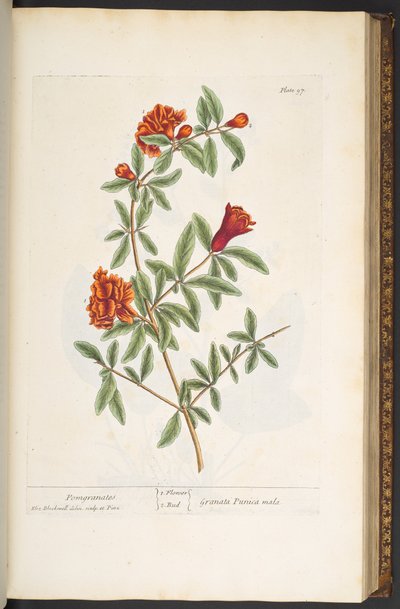 Plate 97, from 