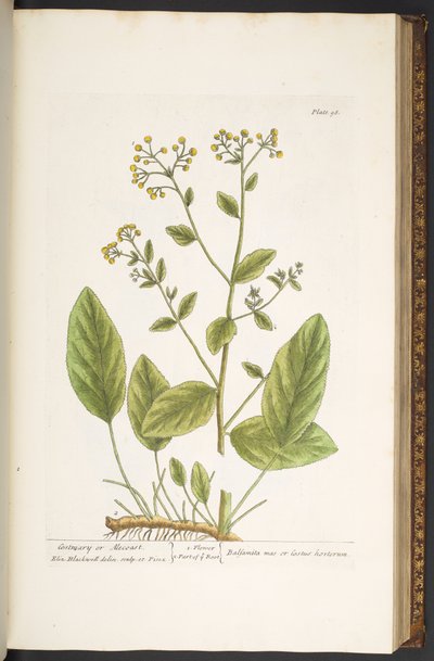 Plate 98, from 