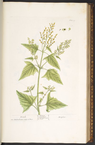 Plate 99, from 