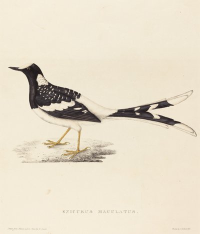 Spotted Forktail by Elizabeth Gould