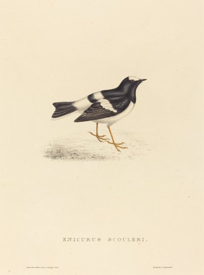Little Forktail by Elizabeth Gould