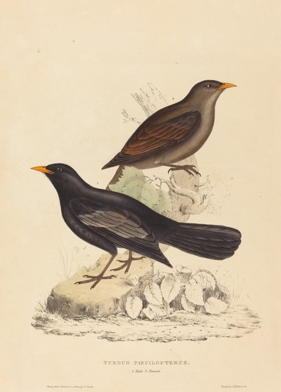 Aztec Thrush by Elizabeth Gould