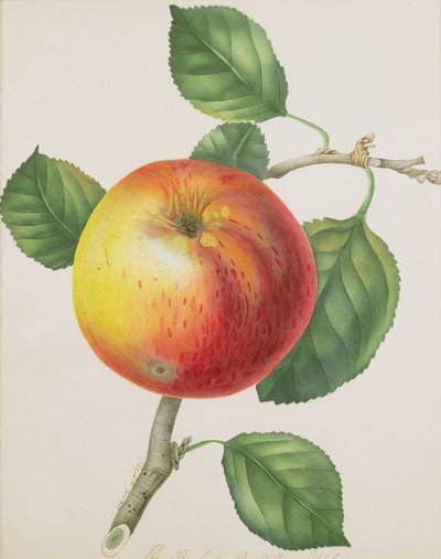 An Apple, c.1835 by Elizabeth Jane Hill