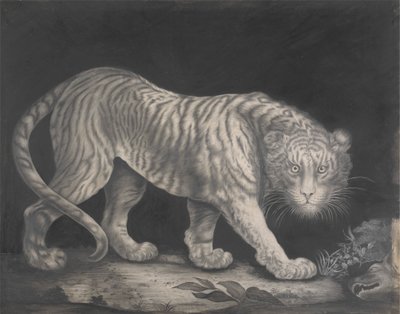 A Prowling Tiger by Elizabeth Pringle