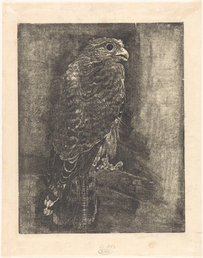 Falcon on a Branch by Emilius Wilhelmus Dehé