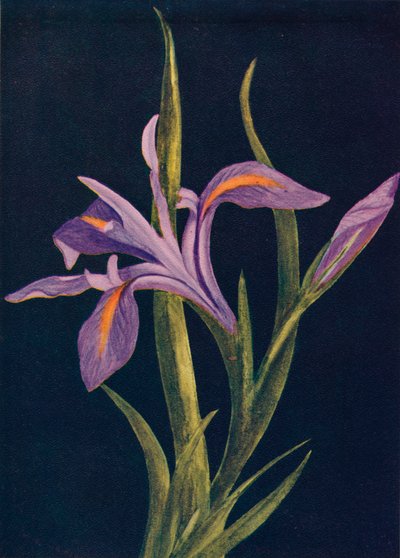 Ground Iris, c1915 by Emma Graham Clock