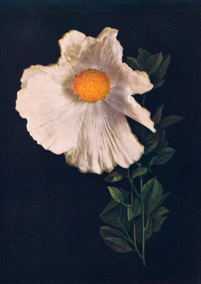 Matilija Poppy by Emma Graham Clock