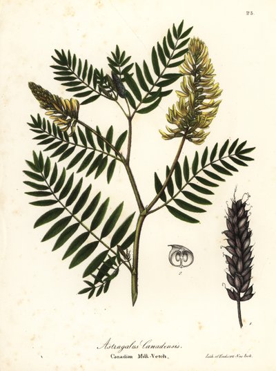 Canadian milk-vetch, Astragalus canadensis by Endicott Endicott