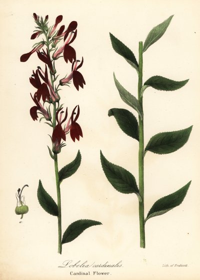 Cardinal flower, Lobelia cardinalis by Endicott Endicott