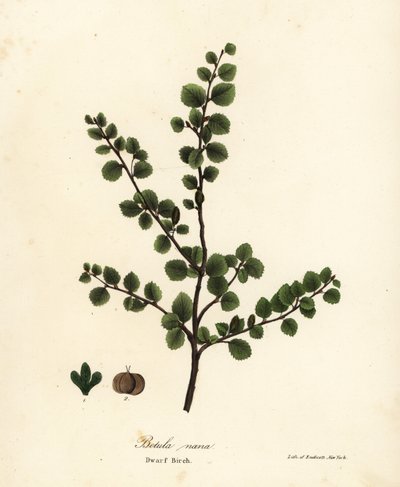 Dwarf birch, Betula nana by Endicott Endicott