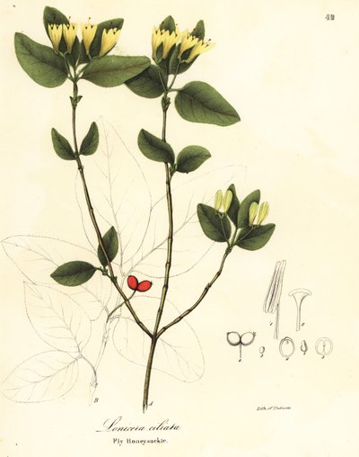 Fly honeysuckle by Endicott Endicott