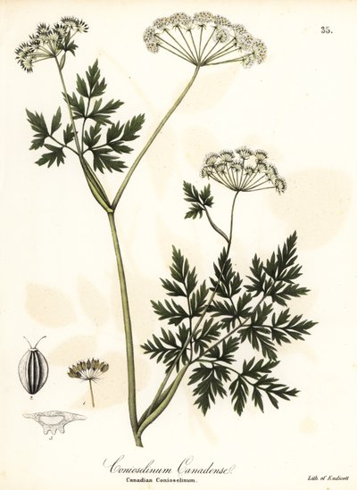 Hemlock-Parsley by Endicott Endicott