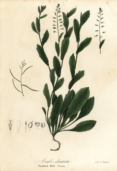 Toothed Wall Cress, Arabis dentata by Endicott Endicott