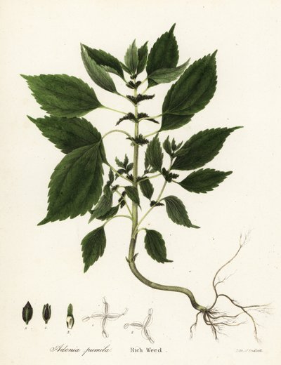 Rich weed by Endicott Endicott