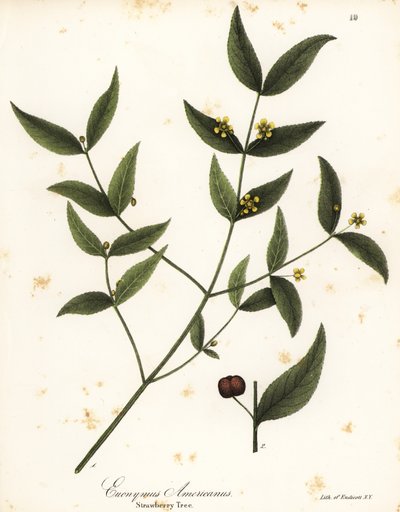 Strawberry Tree, Euonymus Americanus by Endicott Endicott