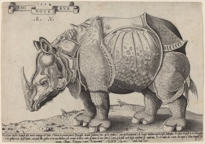 Rhinoceros by Enea Vico after Albrecht Dürer