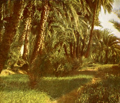 A Palm Grove on Elephantine Island, Egypt by English Photographer