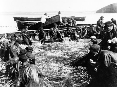 Herring Catch by English Photographer