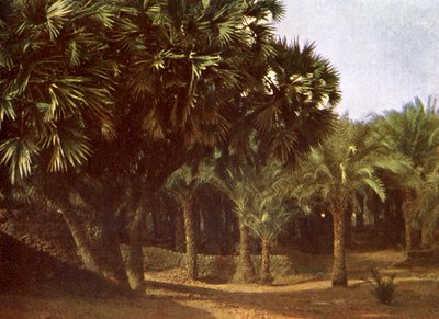 Palm Grove Near Karnak, Egypt by English Photographer