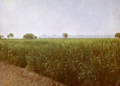Wheat Field Near Luxor, Egypt by English Photographer