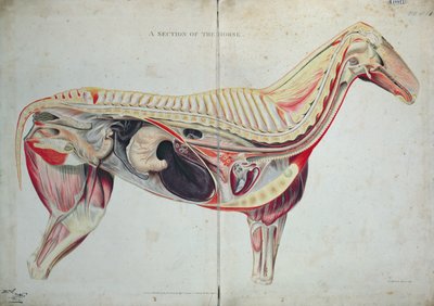 A Section of the Horse by English School