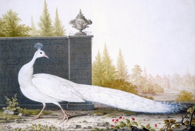 A White Peahen by English School