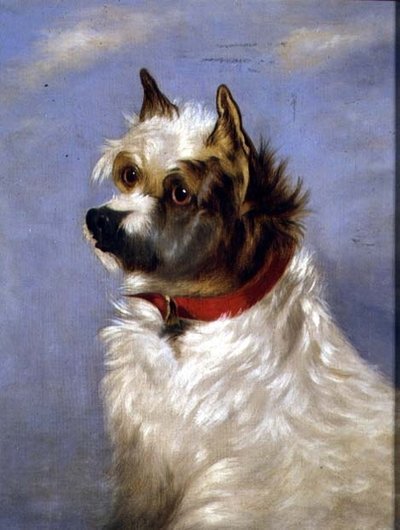 A Terrier with a Red Collar by English School