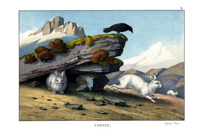 Alpine Hare by English School